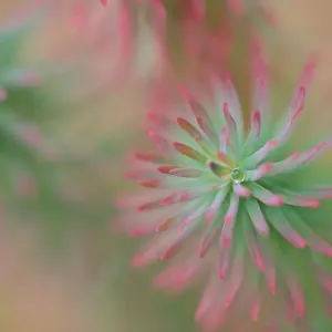 Alpine Wall Plant with Rain Droplet Close Up Photograph Alpine Wall Plant with Rain Droplet Close Up Photograph
