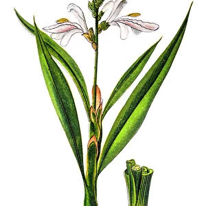 Alpinia officinarum, known as lesser galangal