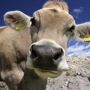 Dolomites Bovine Daytime Print Dolomites Bovine Daytime Print
