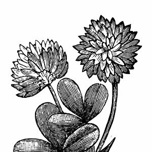 Alsike clover (Trifolium hybridum)