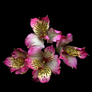 Alstroemeria Alstroemeria