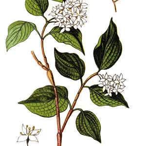 Alternate-leaf Dogwood (Cornus alternifolia)