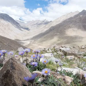 altitude, background, high, himalaya, himalayan, indian, jammu, kashmir, ladakh, leh