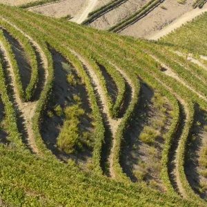 Alto Douro Wine Region, Portugal