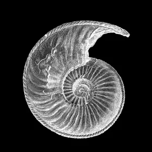 Amaltheus margaritatus fossil Amaltheus margaritatus fossil