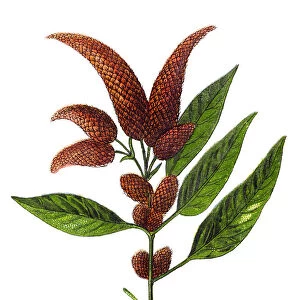 Amaranthus caudatus, love-lies-bleeding, pendant amaranth, tassel flower, velvet flower, foxtail amaranth, and quilete