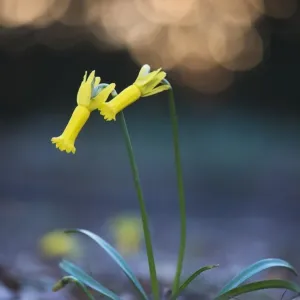 amaryllidaceae, atmospheric, backlit, blossoming, blurred, blurry, bokeh, cropped amaryllidaceae, atmospheric, backlit, blossoming, blurred, blurry, bokeh, cropped