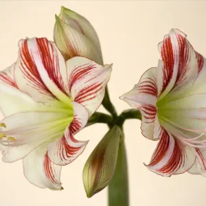 Amaryllis Amaryllis