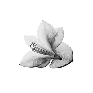 Amaryllis flower, X-ray