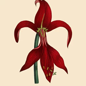Amaryllis Plants, Victorian Botanical Illustration
