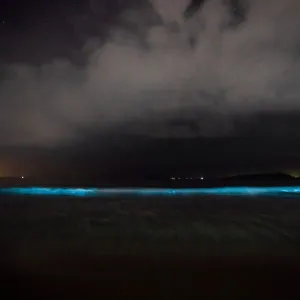 Amazing bioluminescence amidst the waves