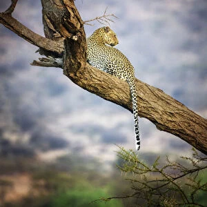 Amazing Close Up of Leopard Resting in Acacia Tree at Samburu, Kenya