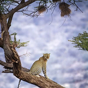Amazing Close Up of Leopard in Tree Against Blue Background at Samburu, Kenya