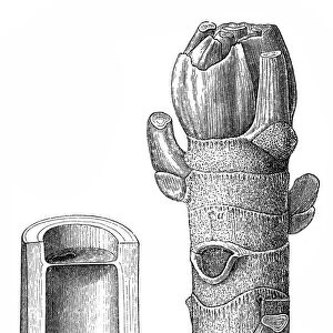 The ambay ( Cecropia adenopus )