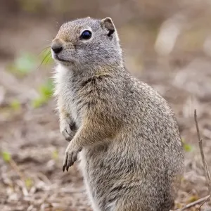Uinta Ground Squirrel Print, Yellowstone National Park