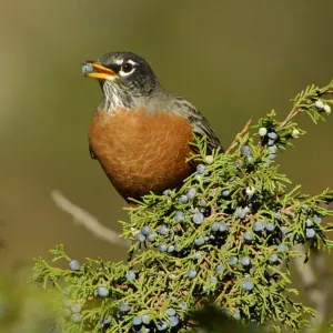 america, american, animal, animals, aves, berries, berry, bird, birds, day, daylight america, american, animal, animals, aves, berries, berry, bird, birds, day, daylight
