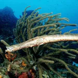 america, animal, animals, anthozoa, aquatic, aulostomus, belize, bodies, body, caribbean america, animal, animals, anthozoa, aquatic, aulostomus, belize, bodies, body, caribbean