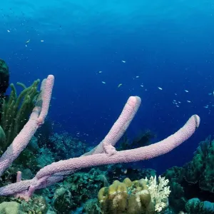 america, animal, animals, anthozoa, aquatic, belize, bodies, body, caribbean, central america, animal, animals, anthozoa, aquatic, belize, bodies, body, caribbean, central