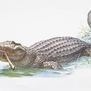 American Alligator, Alligator mississippiensis, eating leg