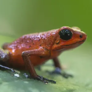 american, americas, black eyes, extreme close up, macro, poison dart frog, reserve american, americas, black eyes, extreme close up, macro, poison dart frog, reserve