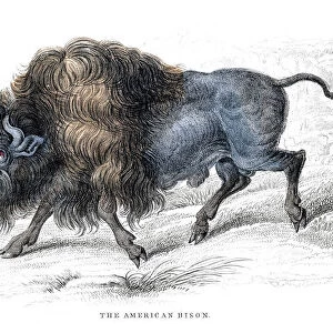 American bison lithograph 1884