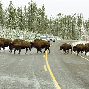 American bisons -Bison bison- crossing the road leading to Old Faithful, Yellowstone National Park, Wyoming, USA