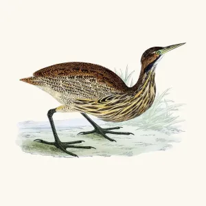 American Bittern bird 19 century illustration American Bittern bird 19 century illustration