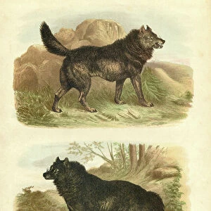 American black wolf engraving 1880