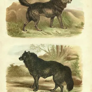 American Black Wolf Print 1880 Steel Engraving American Black Wolf Print 1880 Steel Engraving