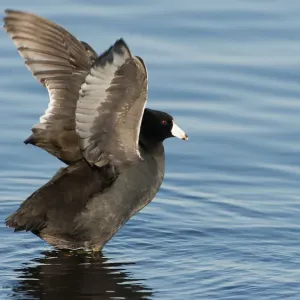 American coot wing stretch American coot wing stretch