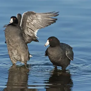 American coots on late fall pond American coots on late fall pond