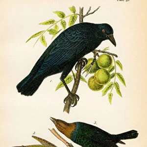 American crow bird lithograph 1890