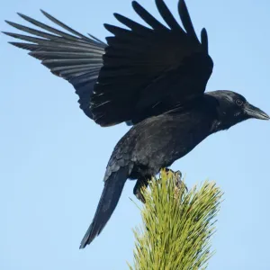 American Crow Landing on Pine Print