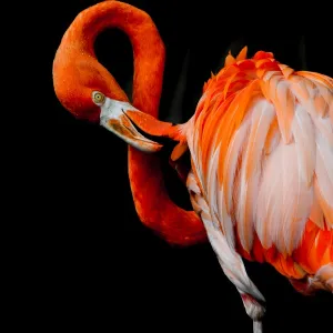 American Flamingo