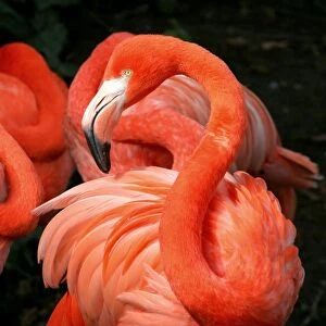 American Flamingo Grace