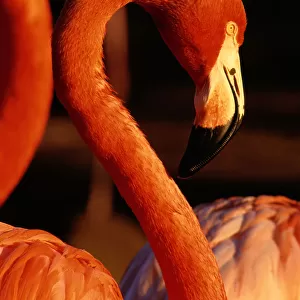 American Flamingo (Phoenicopterus Ruber), Profile