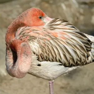 American Flamingo -Phoenicopterus ruber ruber-, young in sleeping position, captive, California, United States American Flamingo -Phoenicopterus ruber ruber-, young in sleeping position, captive, California, United States