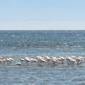 American Flamingoes -Phoenicopterus ruber-, Lesser Flamingoes -Phoeniconaias minor- in Walvis Bay, Namibia American Flamingoes -Phoenicopterus ruber-, Lesser Flamingoes -Phoeniconaias minor- in Walvis Bay, Namibia