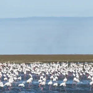 American Flamingoes -Phoenicopterus ruber-, Lesser Flamingoes -Phoeniconaias minor-, flamingo colony on sand bank at Walvis Bay, Namibia American Flamingoes -Phoenicopterus ruber-, Lesser Flamingoes -Phoeniconaias minor-, flamingo colony on sand bank at Walvis Bay, Namibia