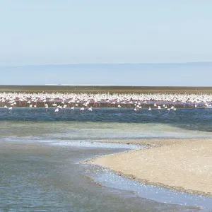 American Flamingoes -Phoenicopterus ruber-, Lesser Flamingoes -Phoeniconaias minor-, flamingo colony on sand bank at Walvis Bay, Namibia American Flamingoes -Phoenicopterus ruber-, Lesser Flamingoes -Phoeniconaias minor-, flamingo colony on sand bank at Walvis Bay, Namibia