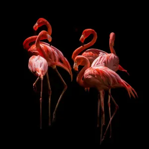 American flamingos (Phoenicopterus rubber) in sleeping position