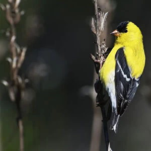 American goldfinch in early May
