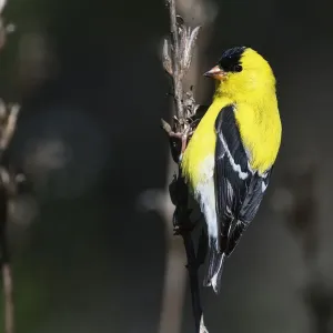 American goldfinch in early May American goldfinch in early May