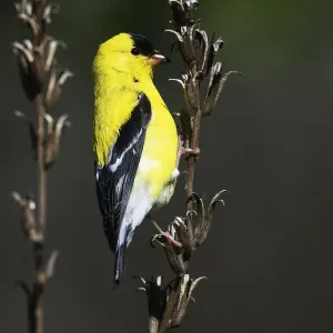 American Goldfinch Spring Print