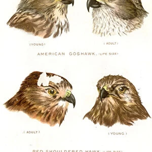 American goshawk bird lithograph 1897