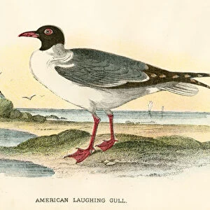American gull birds from Great Britain 1897