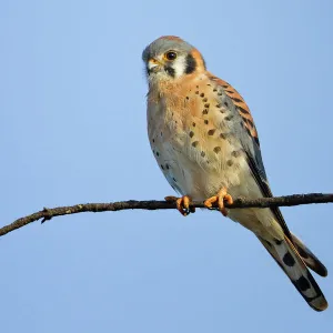 American Kestrel