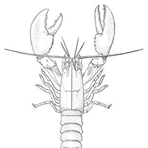 American lobster engraving 1895