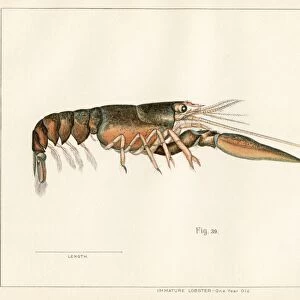 American lobster lithograph 1895
