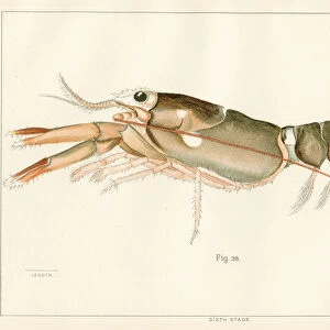 American lobster lithograph 1895